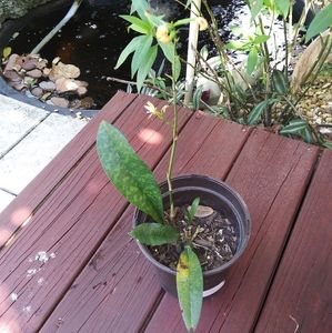 Monk Orchid/ African Spotted Orchid (Large)